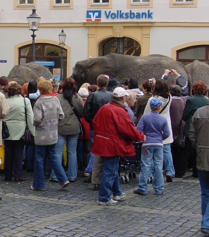 Elephanten auf dem Zittauer Marktplatz