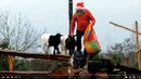 Weihnachtsmann bei den Dachziegen auf der Kulturinsel Einsiedel