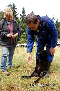 Tiermedizin in der kologischen Tierhaltung