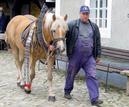 Das Pferd im Mittelpunkt