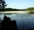 Teichblte in der Oberlausitz