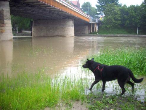 Bild zu Hochwasser in Grlitz bislang glimpflich