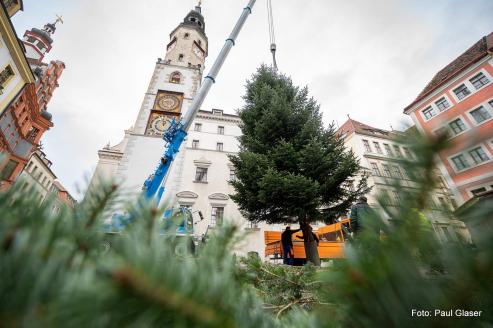 Geheimnis gelftet: Was aus dem Grlitzer Weihnachtsbaum wird