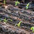 Biogas - in Sachsen auf dem Vormarsch