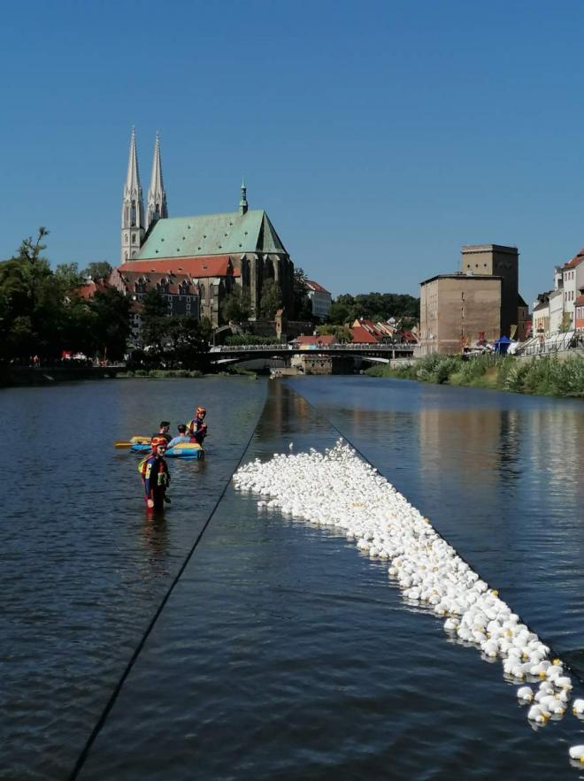 Erfolgreiches Schwimmschaf-Rennen bei besten Bedingungen