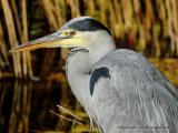 Tote Vgel am See