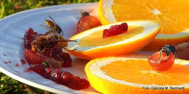 Wie unterscheiden sich Insektenstiche von Insekt zu Insekt?