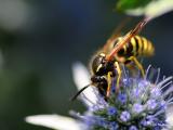 Bild zu Waldbienen: So wichtig sind sie fr uns und unsere Natur