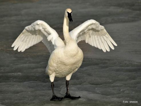 Bild zu Wenn ein Schwan stirbt