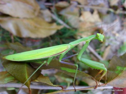 Senckenberg Naturkundemuseum Grlitz zum Insektensterben