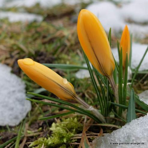 Bild zu Vorfreude auf die Gartensaison