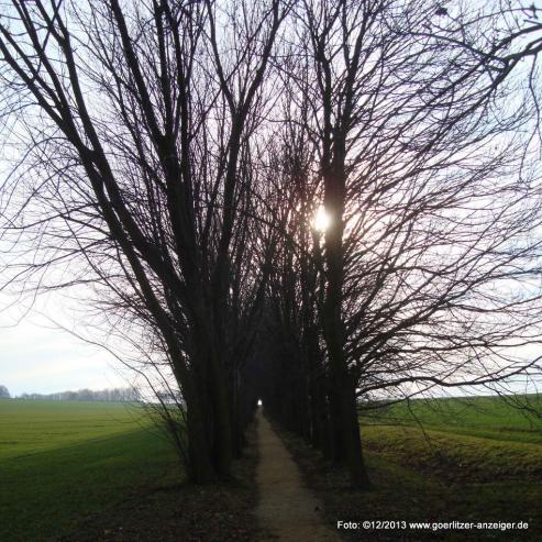 Wald an der Landeskrone wird besumt