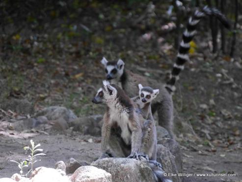 Madagaskar auf der Kulturinsel Einsiedel