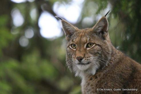 Groe Katzen im Harz