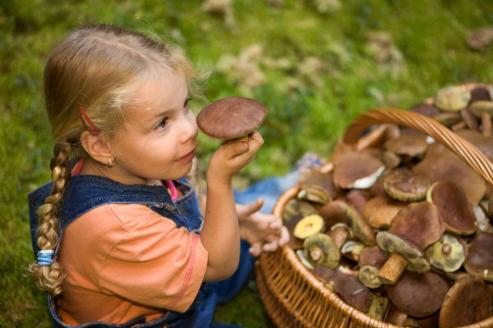 Auf Pilzsuche in Grlitz: Das Senckenberg Museum hilft bei der Bestimmung