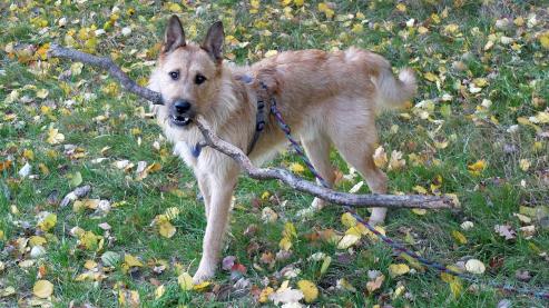 Hundeauslaufplatz in Grlitz ab Mai nutzbar