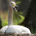 Tierfotografie von Grzegorz Bobrowicz