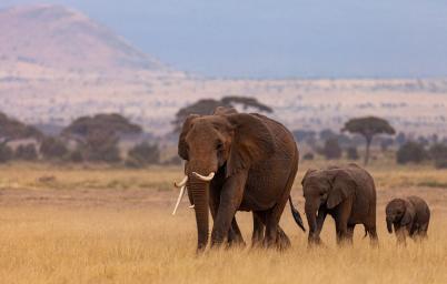 Namibias Elefanten-Boom: Segen und Herausforderung fr Natur und Gesellschaft