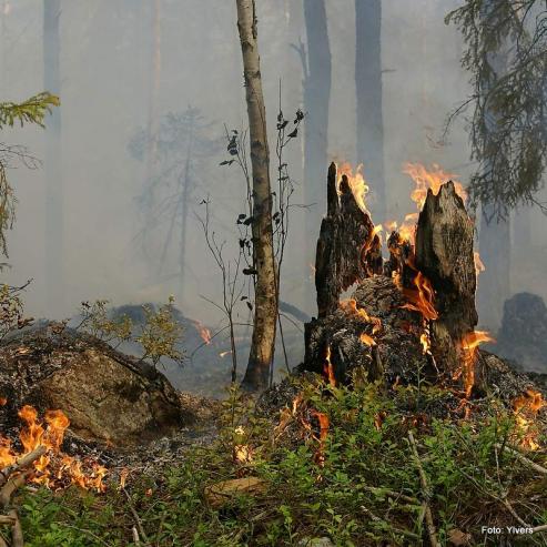 Waldbrand in Grlitz