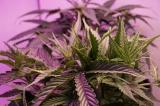 Anbau von Autoflowering-Sorten in Cannabis-Clubs 
