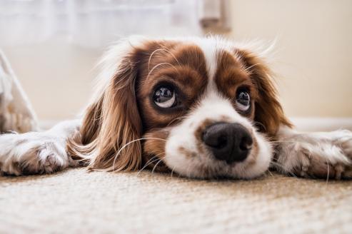 Bild zu Urlaub ohne Hund? Auf diese Punkte sollten Tierbesitzer achten